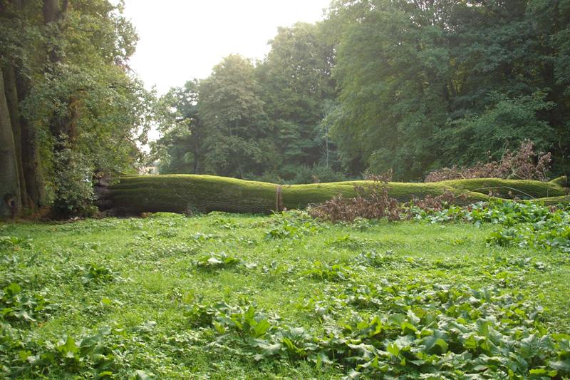 klick auf das Bild und geht zurck zur Ausgangsseite - Eiche aus dem Schlosspark von Semlow