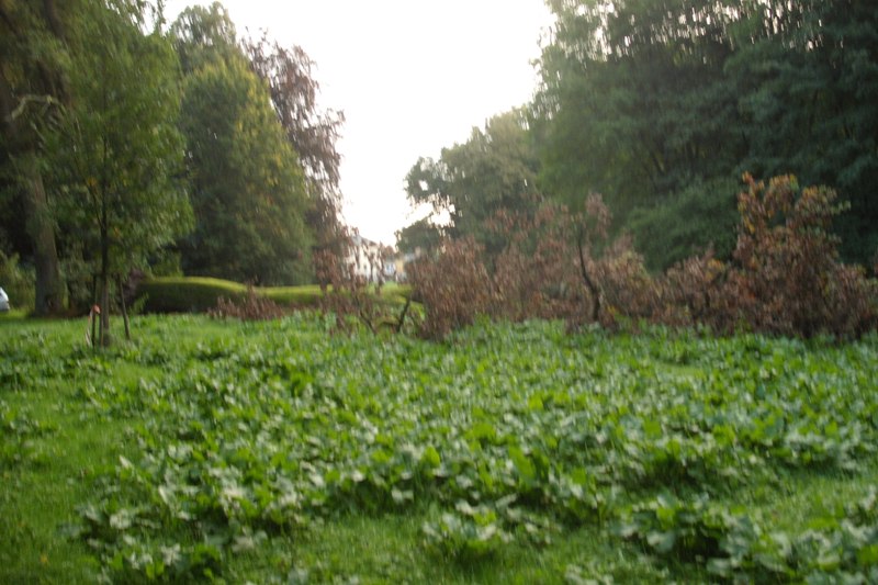 klick auf das Bild und geht zurck zur Ausgangsseite - Eiche aus dem Schlosspark von Semlow